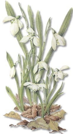 blomma